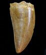 Serrated, Carcharodontosaurus Tooth - Robust Tooth #71171-1